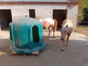 Superbe propriété Maison, stabulation, 2 hectares foret