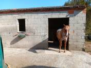 Superbe propriété Maison, stabulation, 2 hectares foret