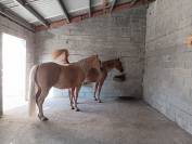 Superbe propriété Maison, stabulation, 2 hectares foret
