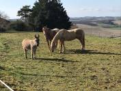 Superbe propriété Maison, stabulation, 2 hectares foret