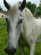 Caballo castrado Caballo de Silla En venta 2013 Tordo