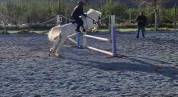 Pony castrone Spagnolo anno 2016