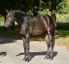 Caballo castrado Origine Constatée En venta 2019 Bayo moreno