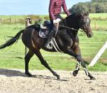Caballo castrado Origine Constatée En venta 2019 Bayo moreno