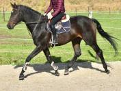 Caballo castrado Origine Constatée En venta 2019 Bayo moreno