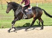 Caballo castrado Origine Constatée En venta 2019 Bayo moreno