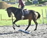 Caballo castrado Origine Constatée En venta 2019 Bayo moreno