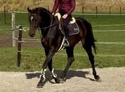 Caballo castrado Origine Constatée En venta 2019 Bayo moreno