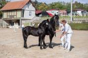 Magnifique poulain Frison pleins papiers