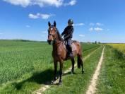 Jument Selle Français 10 ans CSO 125