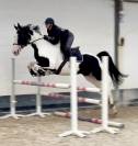 Magnifique jument de 6 ans +- 1m68