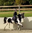 Magnifique jument de 6 ans +- 1m68
