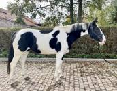 Magnifique jument de 6 ans +- 1m68