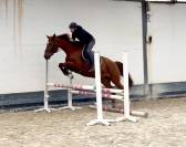 Très jolie jument Westphalienne de 9 ans +- 1m64