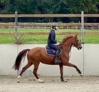 Très jolie jument Westphalienne de 9 ans +- 1m64
