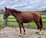Très jolie jument Westphalienne de 9 ans +- 1m64
