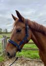 Très jolie jument Westphalienne de 9 ans +- 1m64