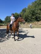 Hongre de 5 ans cso