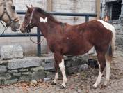 Pouliche paint horse