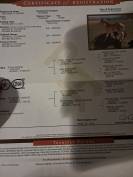 Pouliche paint horse