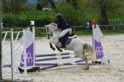 Poney à vendre - Connemara de 4 ans