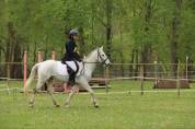 Poney à vendre - Connemara de 4 ans