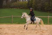 Poney à vendre - Connemara de 4 ans