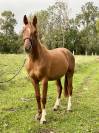Hongre oc de 2 ans pour sport
