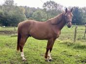 Hongre oc de 2 ans pour sport