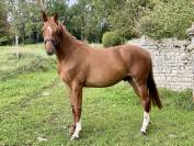 Hongre oc de 2 ans pour sport