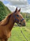Hongre oc de 2 ans pour sport