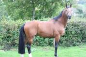 Étalon, rare fils de Vivaldo
