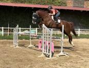 Hongre 8ans SF