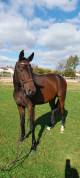 Vivamos Hongre Oldenburg 3 ans