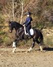 Superbe jument 5 ans gros potentiel