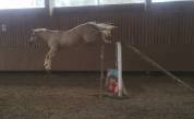 Rare:jument 5ans palomino top origines dressage/jumping