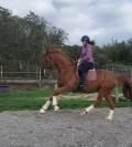 Super hongre 7 ans par Sezuan niveau St Georges