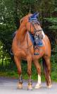 Top poney de 1m48 à vendre