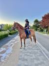 Top poney de 1m48 à vendre