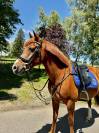 Top poney de 1m48 à vendre