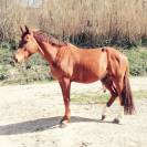 Hongre AA 12ans