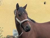 hongre connemara 5ans