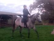 Très beau et gentil lusitanien PP hongre 3ans 1/2