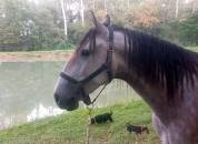 Très beau et gentil lusitanien PP hongre 3ans 1/2