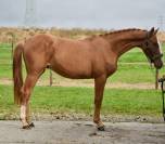 Semental BWP Caballo de Sangre Belga En venta 2023 Alazán