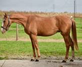 Semental BWP Caballo de Sangre Belga En venta 2023 Alazán