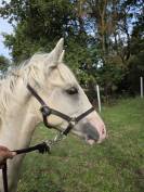 Pouliche OC palomino de l’année