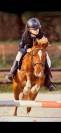 Poney Champion à vendre !