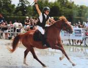 Poney Champion à vendre !