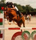 Poney Champion à vendre !